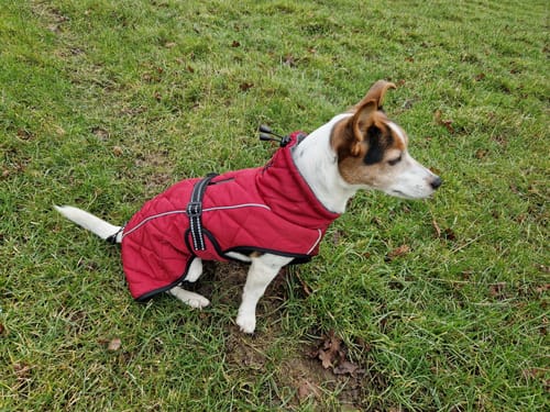Customer photo review of Minot Quilted Winter Dog Coats with Harness Hole