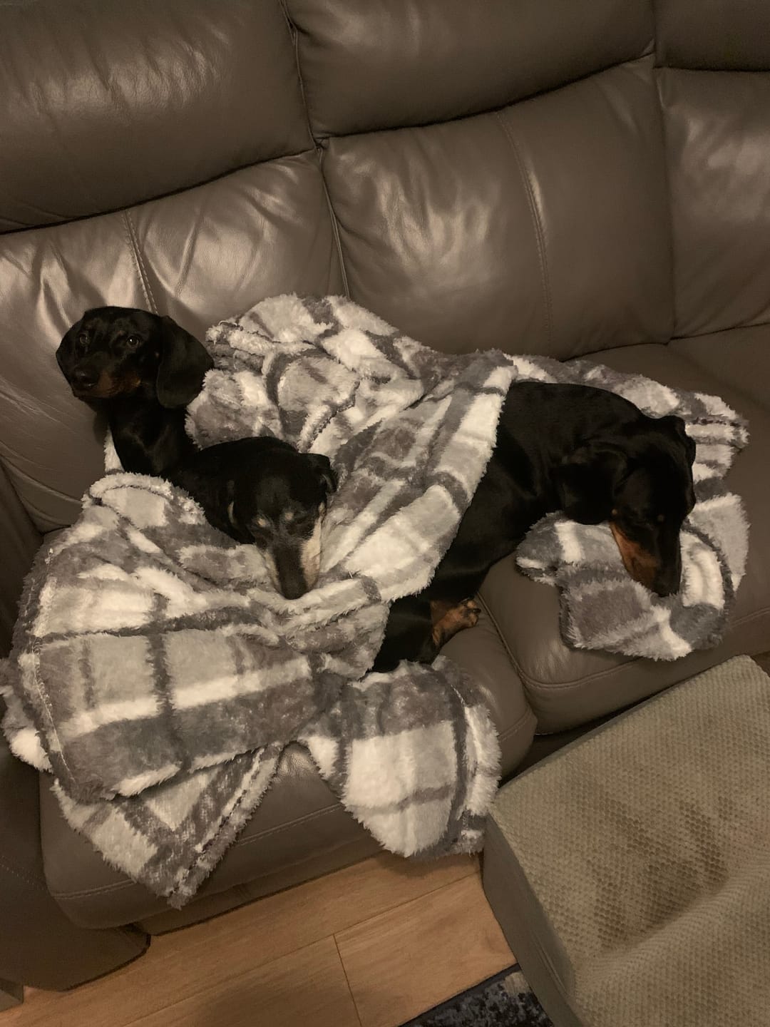 Customer photo review of Calm & Relaxed Training Treats