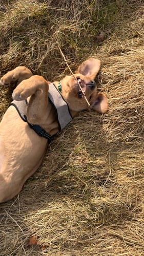 Customer photo review of Bowl & Bone hundesele Candy grå
