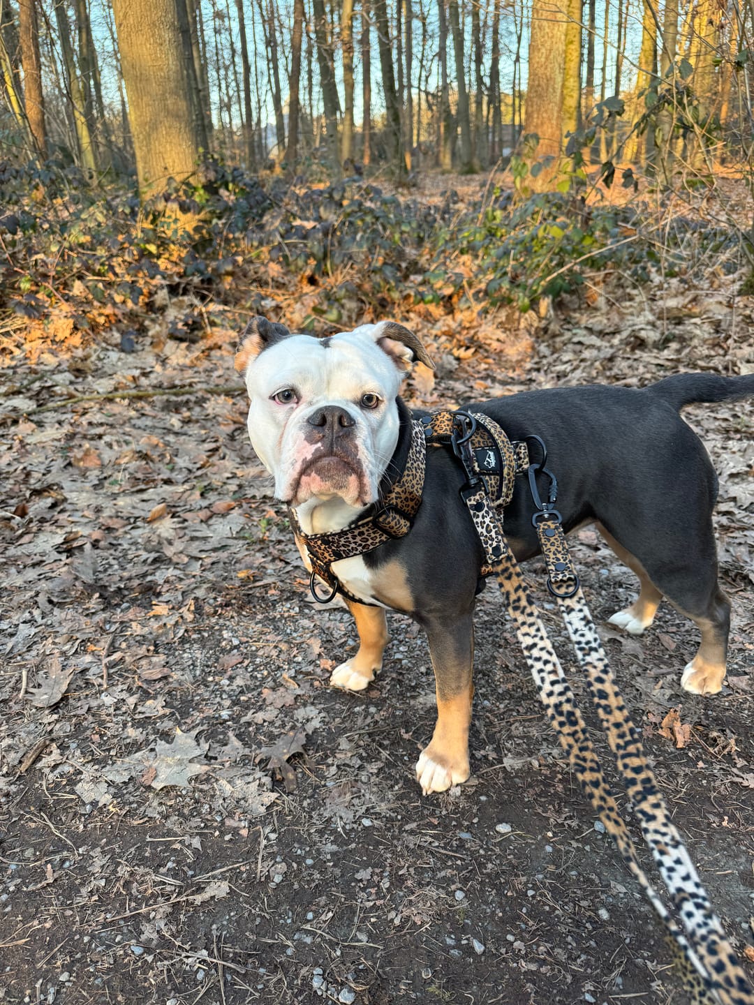 Customer photo review of Multileash Leopard - Multifunktionellt