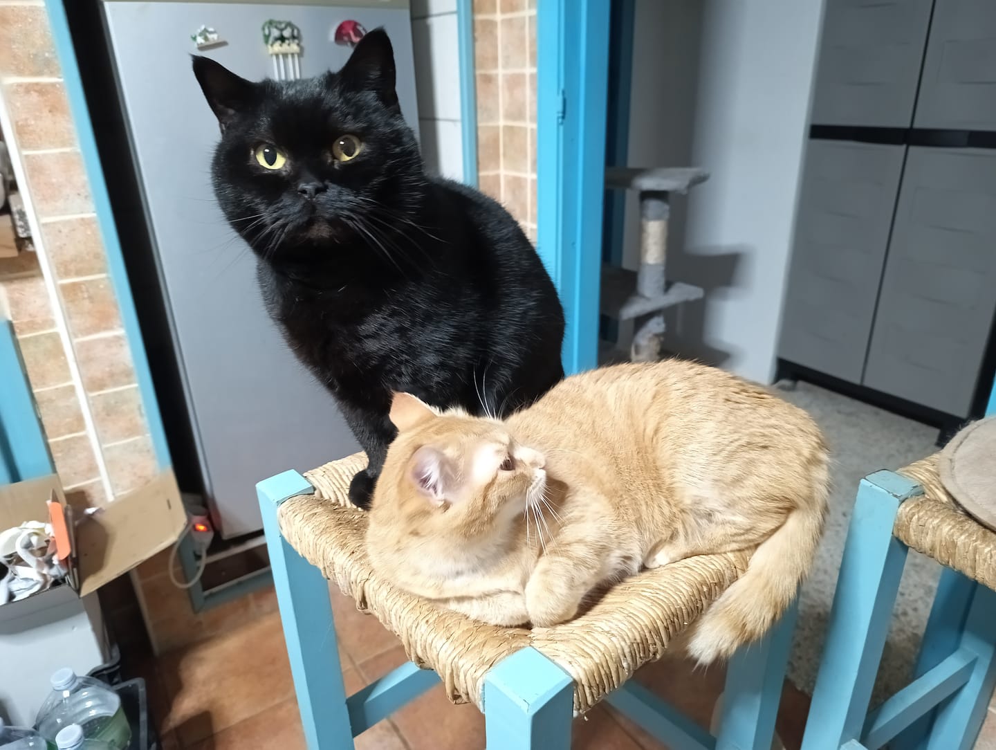 Customer photo review of ADTAB GATTI 2-8kg (3cpr) - Libera il Tuo Gatto da Pulci e Zecche