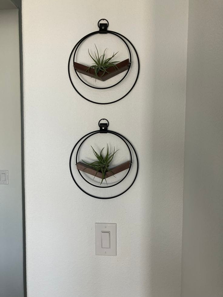 Customer photo review of Air Plant V-Hanger Duo