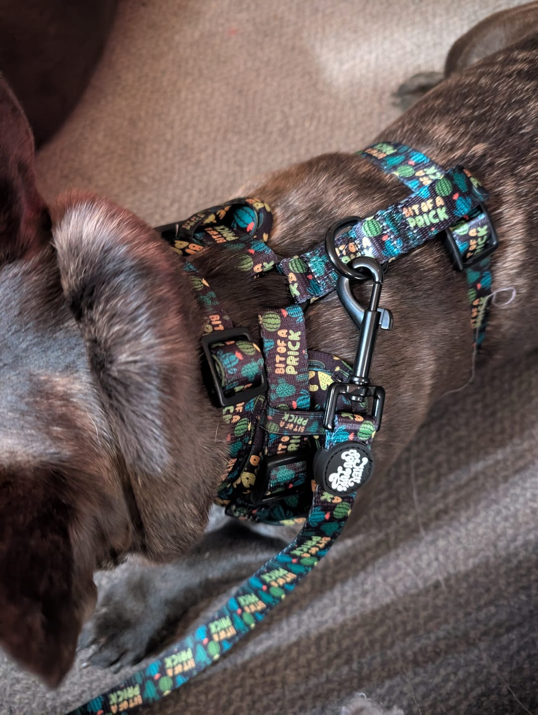 Customer photo review of Bit of a prick harness