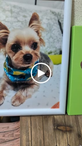 Customer video review of Petcanvaオーダーメイド ペット似顔絵
