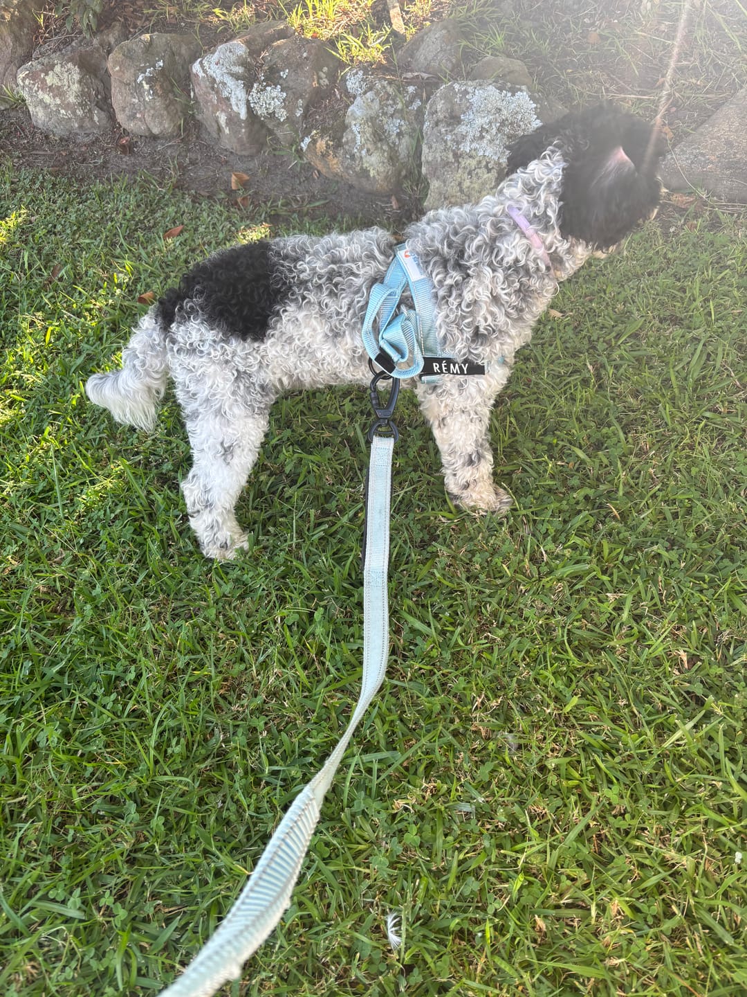 Customer photo review of No Pull Harness Complete Set