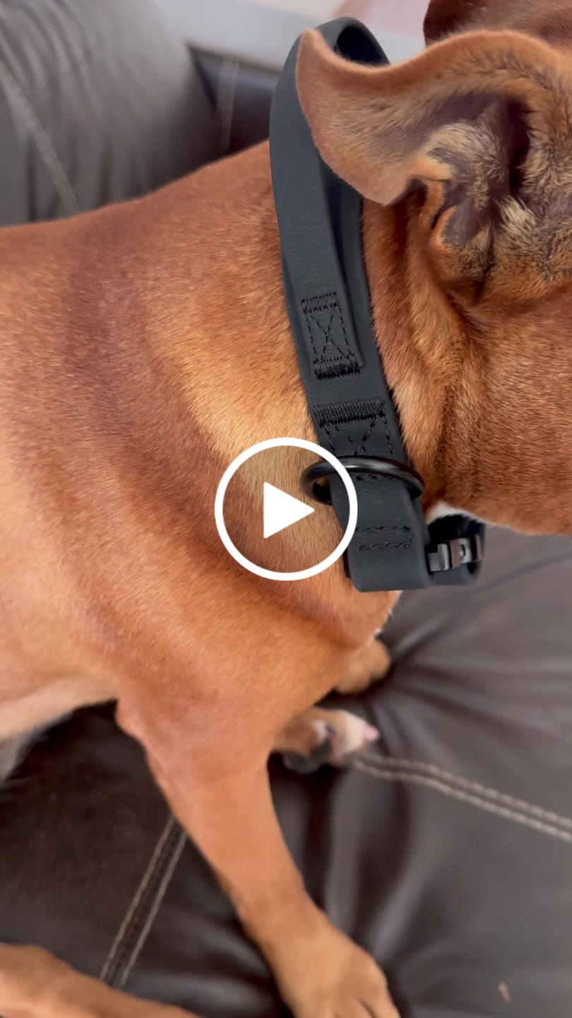 Customer video review of 2.5cm Billowthane® Combat® Collar - With Handle, Waterproof & Rated Clip - Black