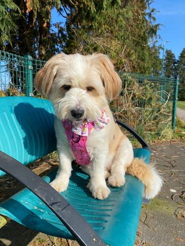 undefined review of Tough Trails™ Harness - Candypop image 1 out of 1