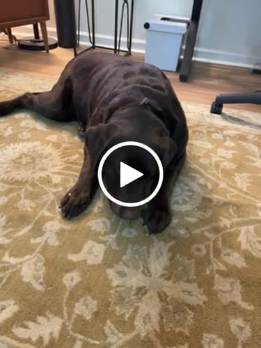 Customer video review of 5lbs Assorted Yak Chews One Size Fits All - regular, strawberry, coconut, flax seeds, honey and turmeric chews