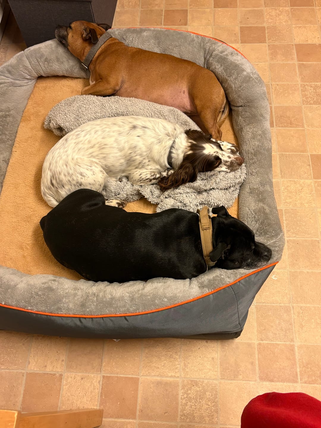 Customer photo review of Ultimate Comfort Orthopedic Dog Bed – Foam Mat with Bolster & Removable Cover – L to 3XL