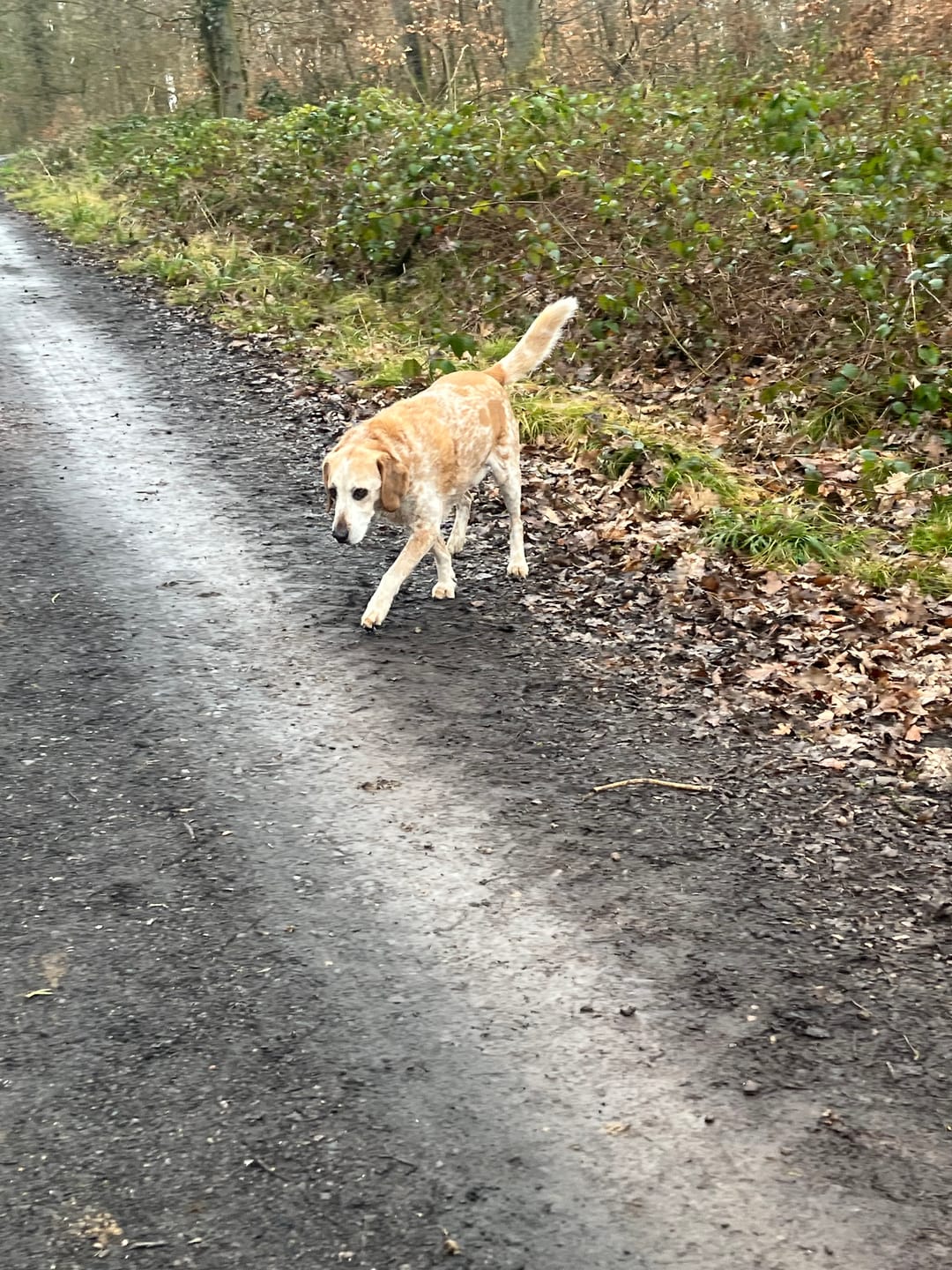 Customer photo review of Gelenkmix Sensitiv & vegan für Hunde und Katzen mit Teufelskralle, Kurkuma & Glucosamin