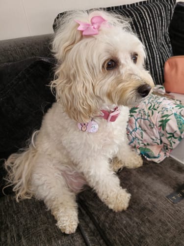 Customer photo review of Disney© Waterproof Collar - Piglet