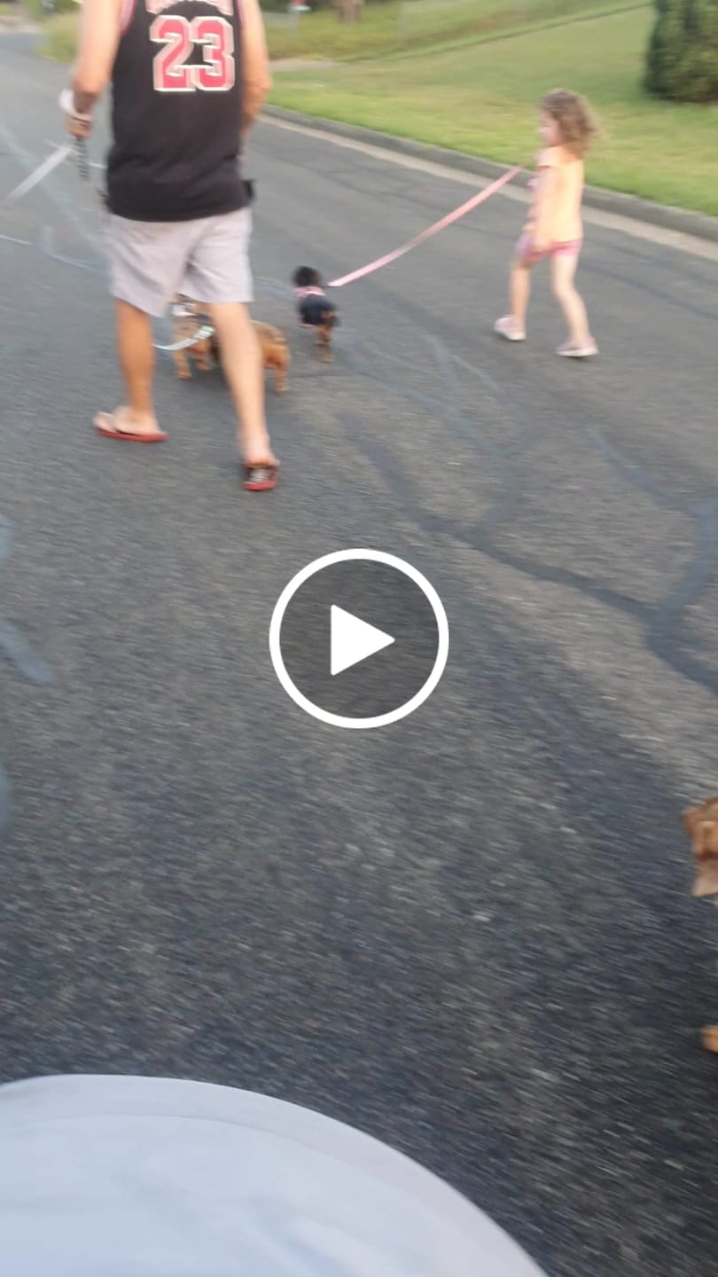 Customer video review of Hunter Dog Harness