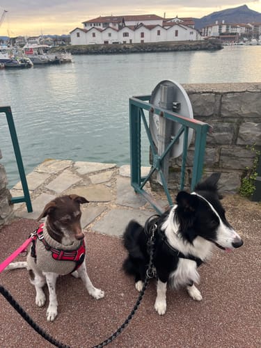 Customer photo review of Grain Free Adult Salmon