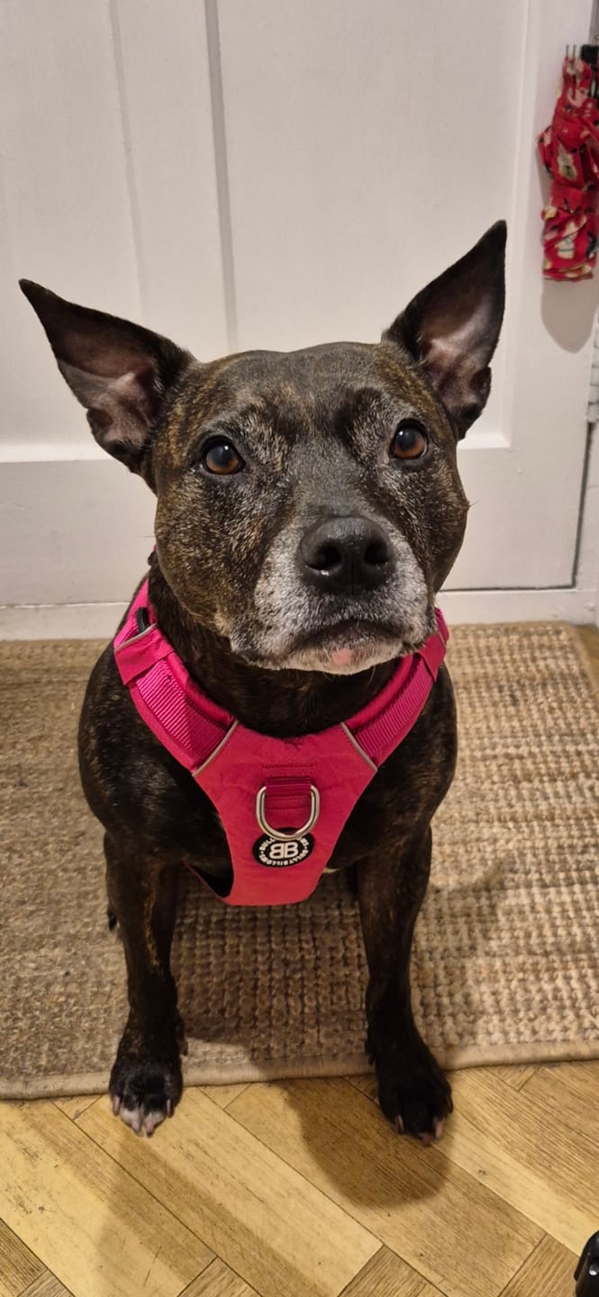 Customer photo review of Air Harness | Anti-Pull & With Handle - Carminerose