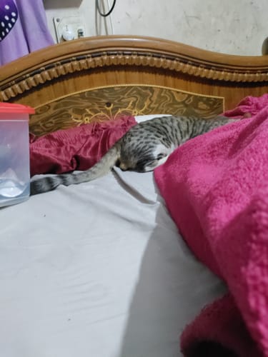 Customer photo review of Flo Anti-Gravity™ Latex Mattress 9 inch