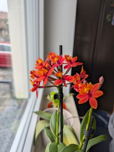 Customer photo review of Epidendrum Nordic Fire Dauerblüher mit orange-roten Blüten und 1 Rispe