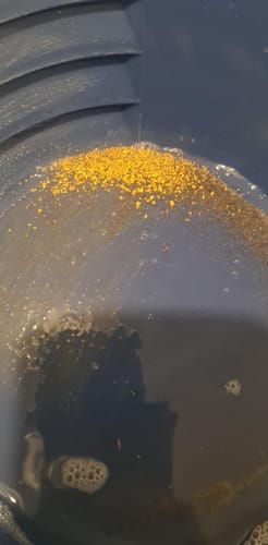 Customer photo review of Kiwi Gold Pay Dirt