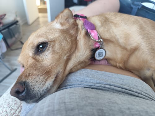 Customer photo review of Explorer Pack Rosado Flores