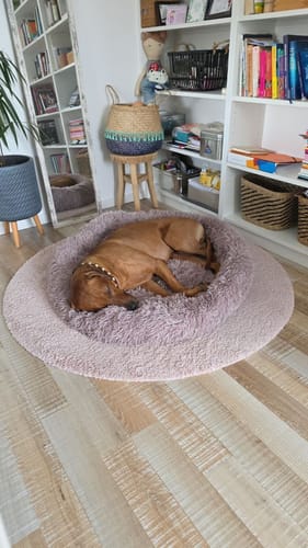 Customer photo review of Puppery Hundebett Wolke 7 - Das Original