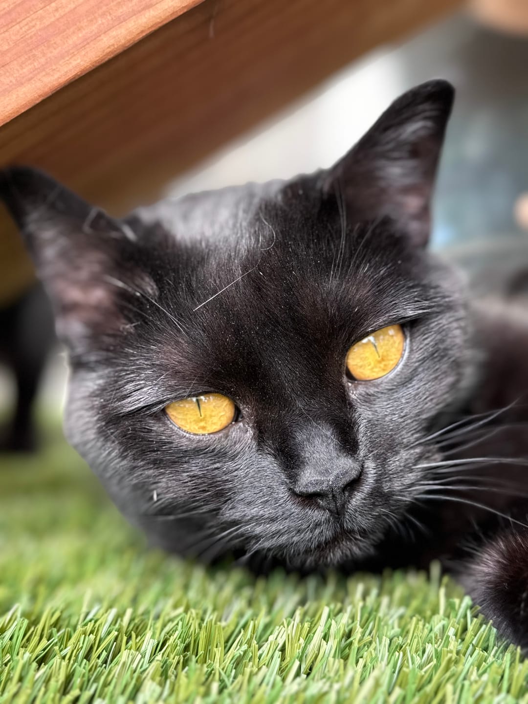 Customer photo review of Royal Canin Veterinary Diet - Urinary SO + Hydrolyzed Protein Dry Cat Food