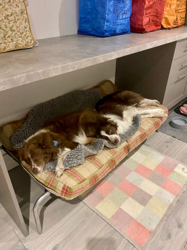 Nancy H. review of HiK9 Bed with Grey Mesh Cover image 1 out of 2