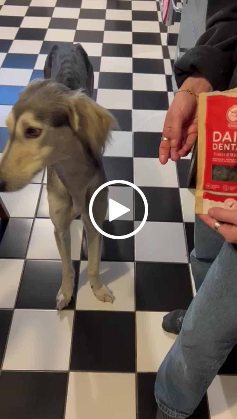 Customer video review of Scottish Salmon Dry Food