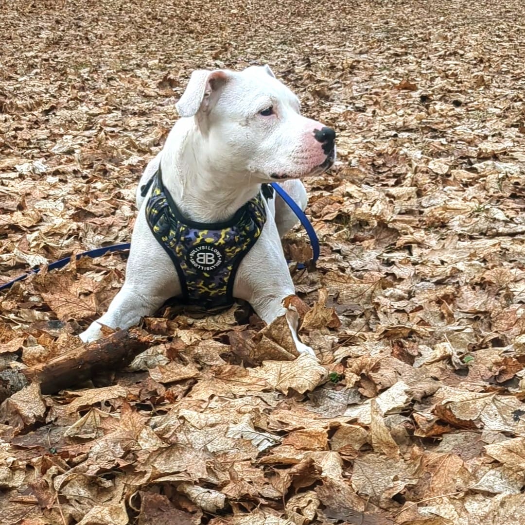 Customer photo review of Comfort Premium Harness | Non Restrictive - Lightning