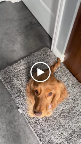 Customer video review of Disney© Tough Trails™ Harness - Nala