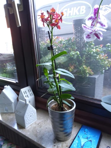 Customer photo review of Übertopf Wave Vase in verschiedenen Farben (9cm Töpfe)