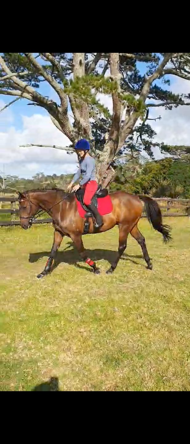 Customer photo review of EquiBind