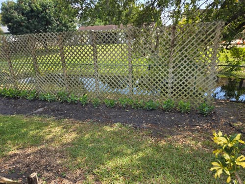 Customer photo review of Clusia