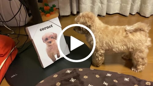 Customer video review of Petcanvaオーダーメイド ペット似顔絵