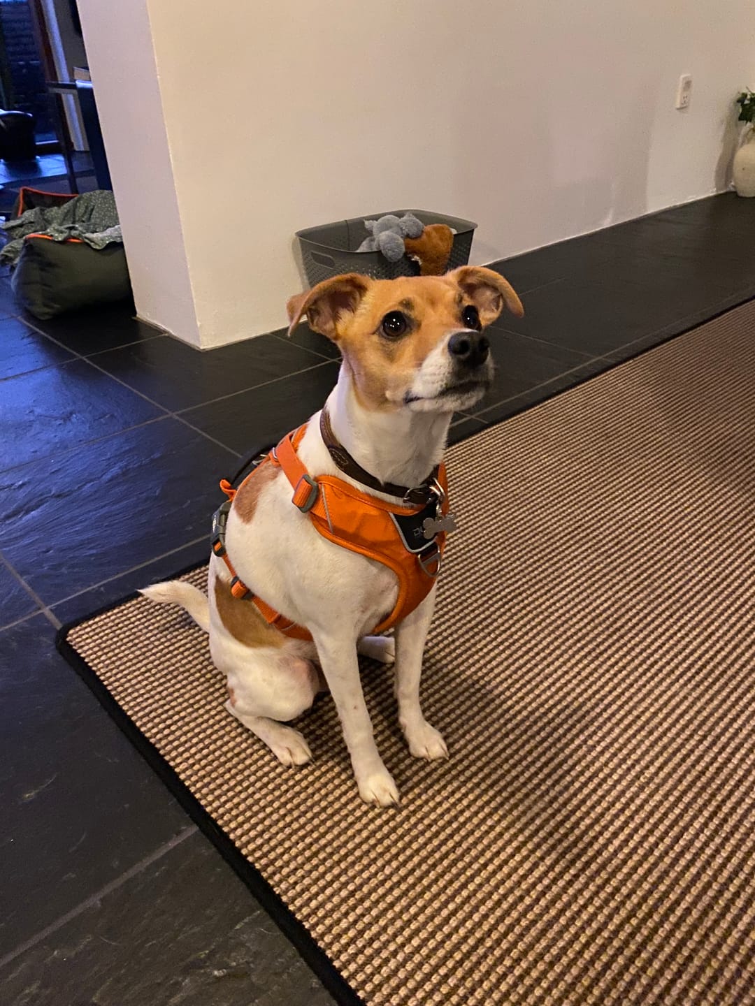 Customer photo review of Dog Copenhagen Comfort Walk Pro™ hundesele Orange Sun