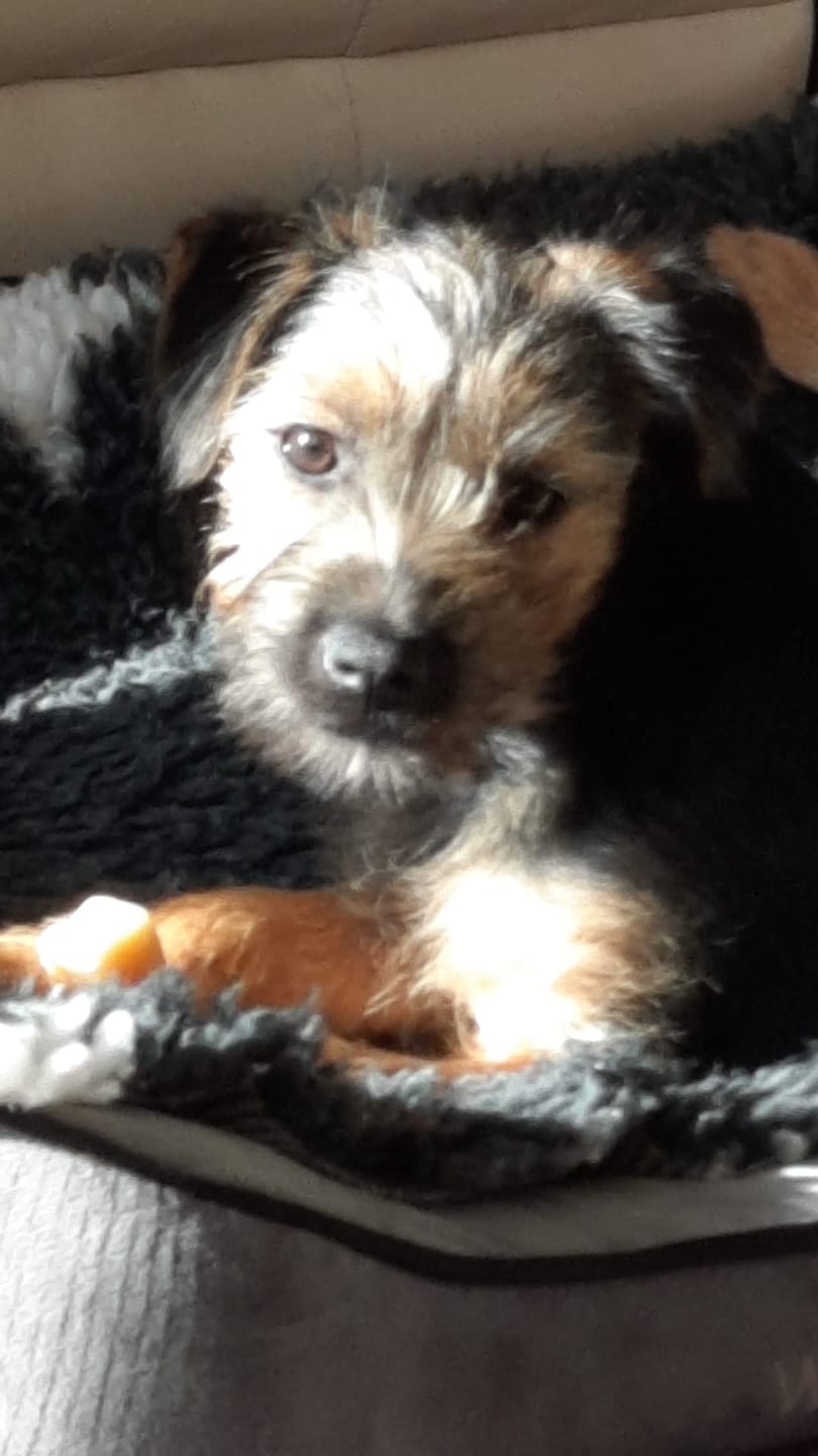 Customer photo review of Himmaleh Yak Chews For Dogs