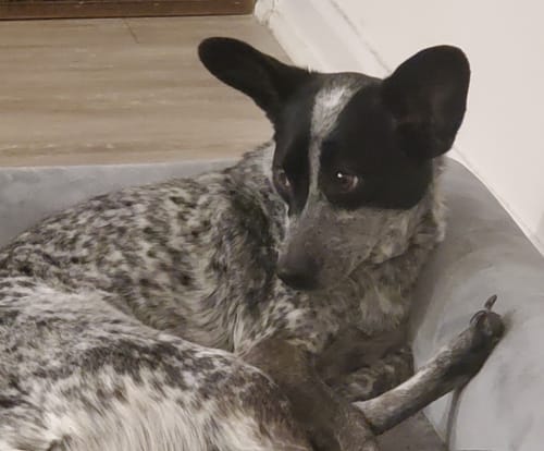 Customer photo review of FVKD LIQUID DIAMONDS DISPOSABLE | 3.5G*