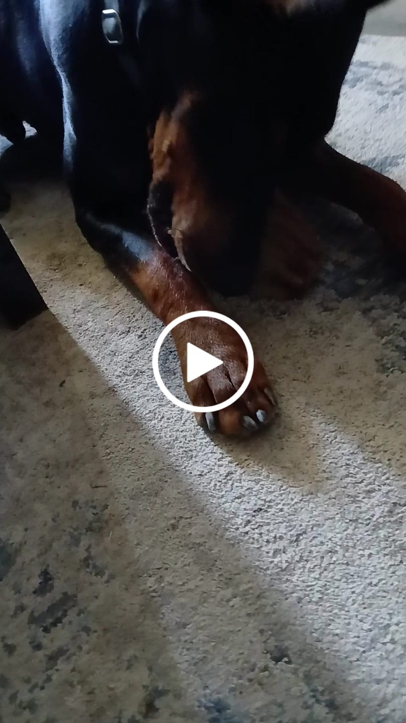 Customer video review of Natural Cow Ear