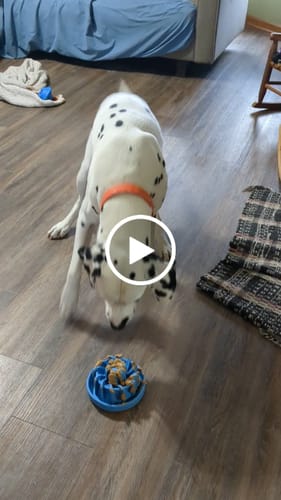 Customer video review of Freezball - Durable Fillable Dog Chew Bone