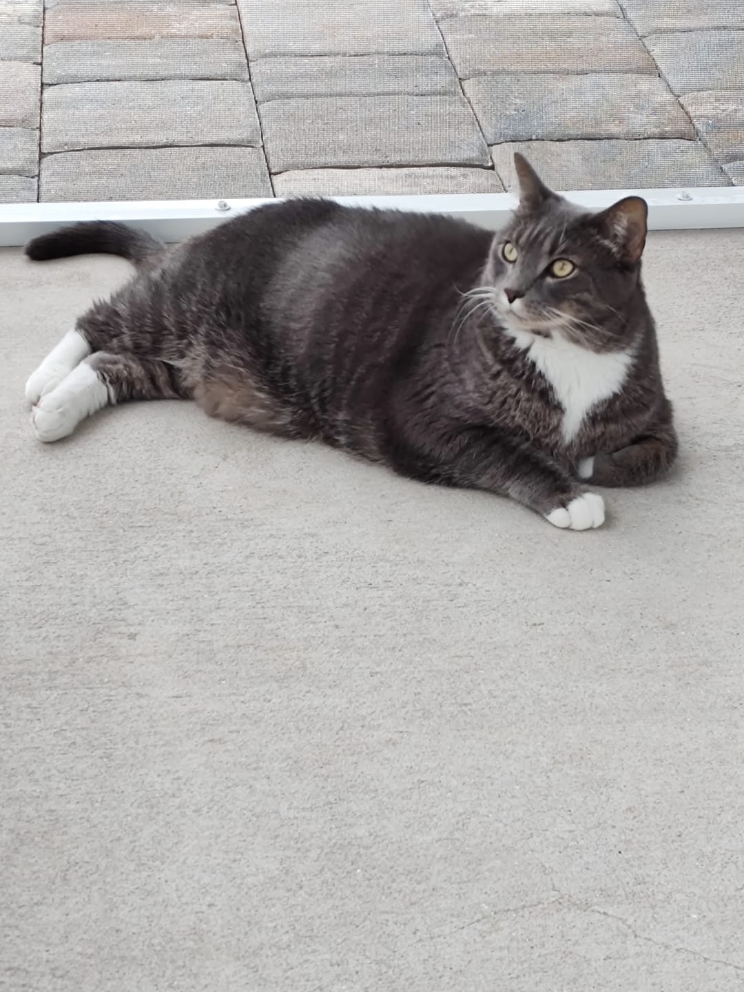 Customer photo review of Royal Canin Veterinary Diet - Urinary SO + Calm Dry Cat Food