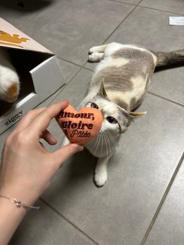 Avis photo d'un client sur Croquettes Chat Stérilisé Sans Céréales - Poulet