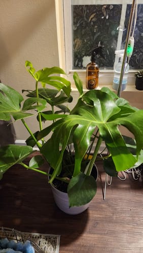 Customer photo review of Houseplant Pest Spray