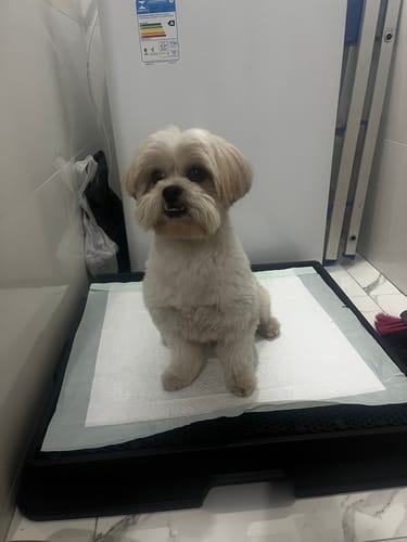 Customer photo review of Weasy Cão