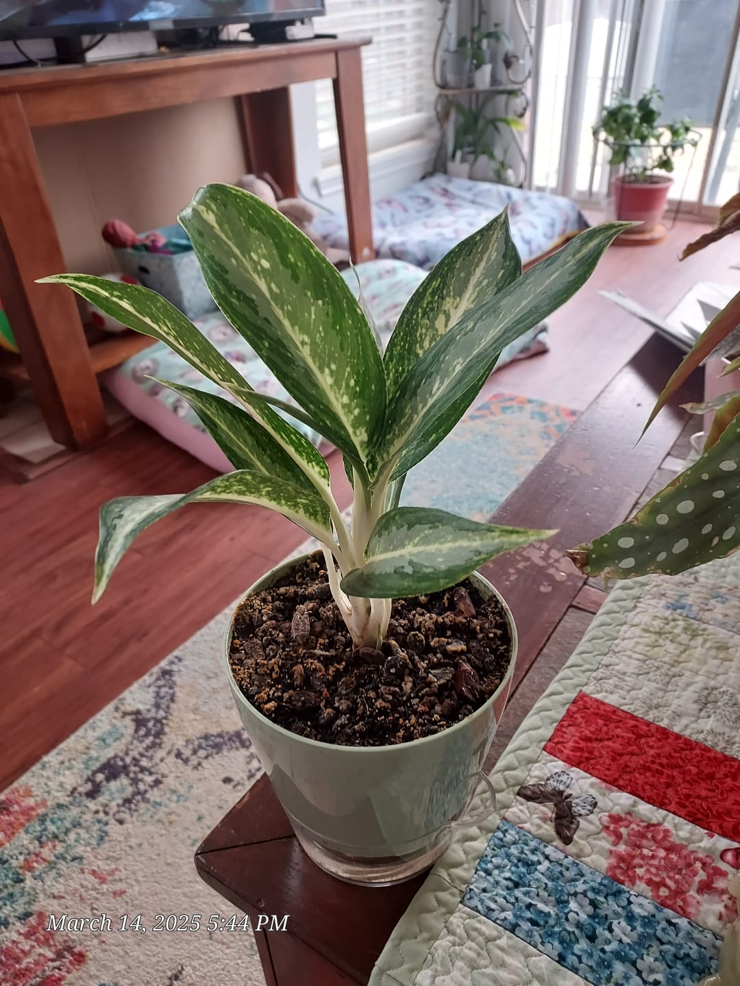 Customer photo review of Aglaonema 'White Rain'