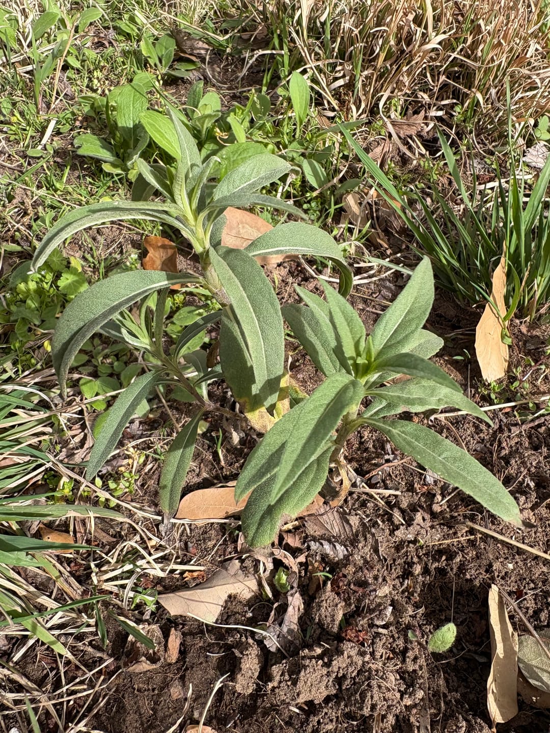 Customer photo review of Maximilian Sunflower 4 Inch