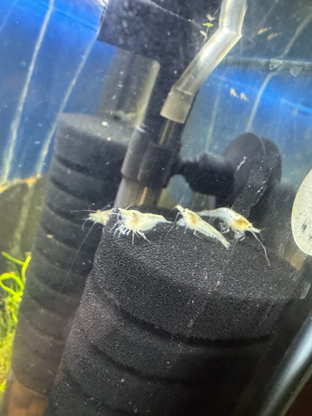 Customer photo review of Snowball Shrimp