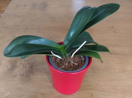 Customer photo review of Orchideenerde für das Wachstum