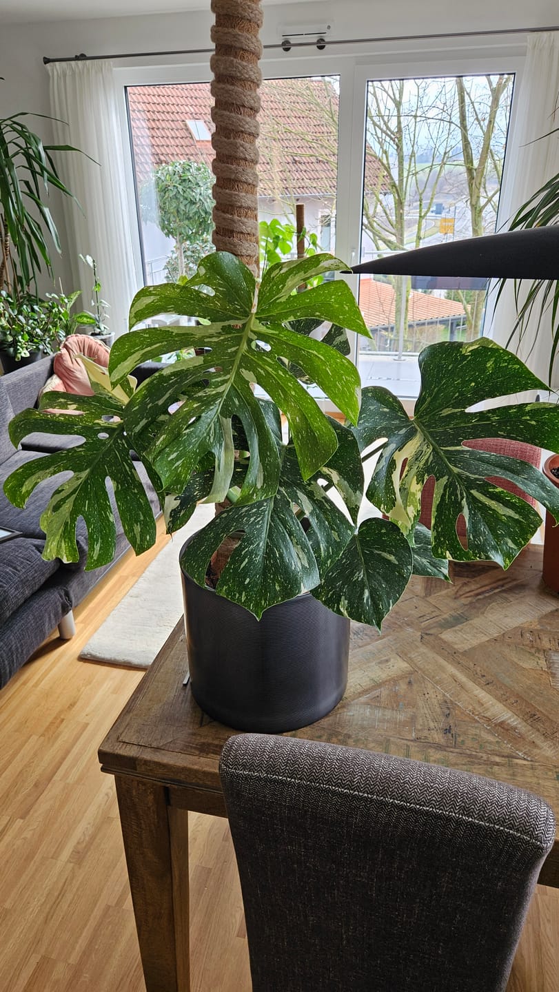 Customer photo review of Monstera Thai Constellation