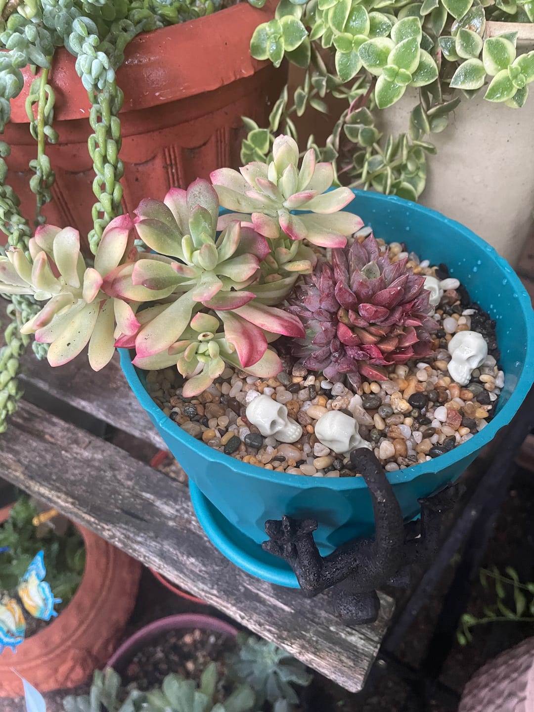 Customer photo review of Echeveria Mini Bell Albo Variegata
