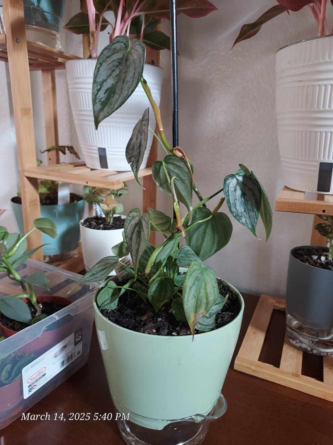 Customer photo review of Philodendron brandtianum
