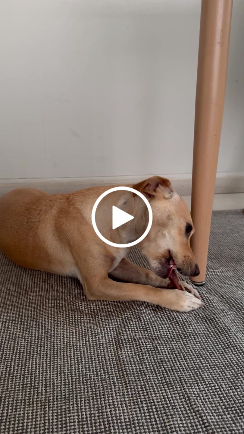 Customer video review of Bully Stick