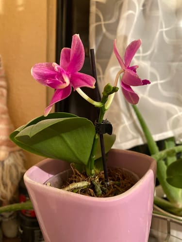 Customer photo review of Duftorchidee Love Potion mit lila Blüten und 1 Rispe